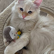 Loki participe au concours pour gagner de l'argent avec cette photo : animal, blue_eyes, cat, cat_tree, cream_colored, cuddling, cute, fluffy, hedgehog_toy, indoor, kitten, long_hair, lying_down, pet, pink_nose, pointed_ears, portrait, sitting, stuffed_toy, whiskers