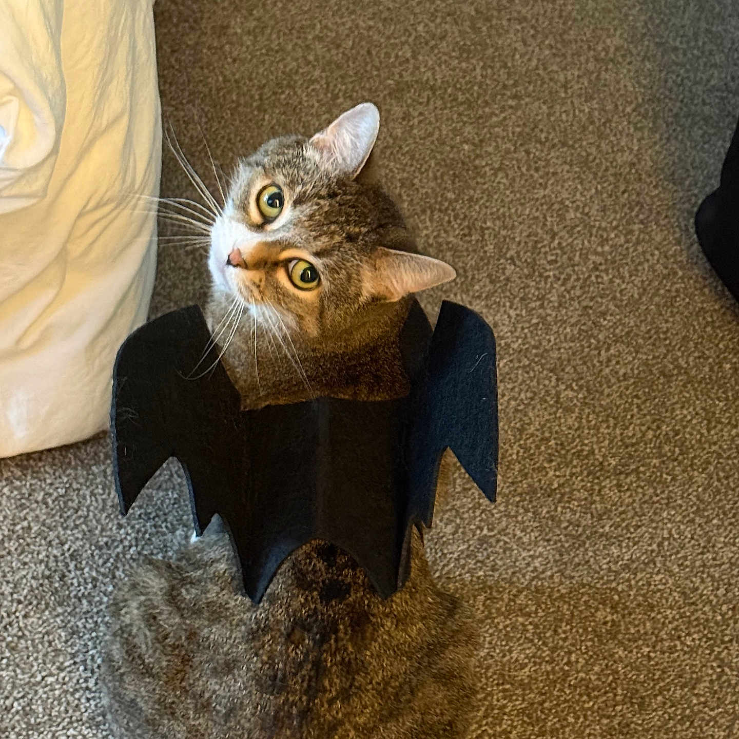 Keana joined the competition — help win amazing prizes! cat, tabby_cat, bat_wings, costume, pet, indoor, carpet, looking_up, whiskers, ears, fur, bed, fabric, brown, black, cute, animal, playful, halloween, collar