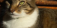 Stripes is registered to the contest to win money with this photo: animal, brown, cat, closeup, cute, domestic_cat, feline, fur, green_eyes, indoor, mammal, pet, portrait, relaxed, resting, sunlight, tabby, whiskers, white_fur, wood