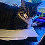 Stripes joined the competition — help win amazing prizes! animal, blue_light, cat, closeup, clutter, curious, desk, ears, face, feline, indoor, office, papers, pet, plastic_bag, resting, stationery, tabby, table, whiskers