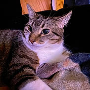 Stripes is registered to the contest to win money with this photo: animal, blanket, cat, close_up, comfortable, cozy, curious, cute, domestic, eyes, feline, fur, indoor, pet, portrait, relaxed, resting, tabby, whiskers, wooden_wall