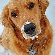 Lexi joined the competition — help win amazing prizes! dog, golden_retriever, snow, outdoor, pet, animal, winter, cute, fur, portrait, closeup, canine, collar, playful, friendly, muzzle, whiskers, brown_eyes, nature, fluffy