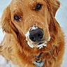 dog, golden_retriever, snow, outdoor, pet, animal, winter, cute, fur, portrait, closeup, canine, collar, playful, friendly, muzzle, whiskers, brown_eyes, nature, fluffy
