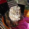 Poupette a rejoint le concours — aidez-le/la à gagner de superbes lots ! cat, long_hair, yellow_eyes, patchwork_chair, pink_cloth, indoor, sunlight, furniture, pet, whiskers, fluffy, seated, close_up, cozy, domestic_animal, patterned_fabric, relaxed, soft_texture, calm, portrait