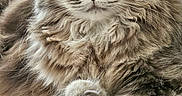 Poupette a rejoint le concours — aidez-le/la à gagner de superbes lots ! animal, cat, closeup, cute, domestic, eyes, face, feline, fluffy, fur, indoor, muzzle, paw, pet, portrait, relaxed, resting, soft_light, tabby, whiskers