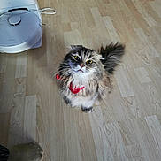 Poupette participe au concours pour gagner de l'argent avec cette photo : cat, fluffy, red_ribbon, wooden_floor, robotic_vacuum, vacuum_cleaner, pet, indoor, curious, wide_eyes, feline, flooring, domestic_animal, home, footwear, socks, looking_up, whiskers, tail, fur