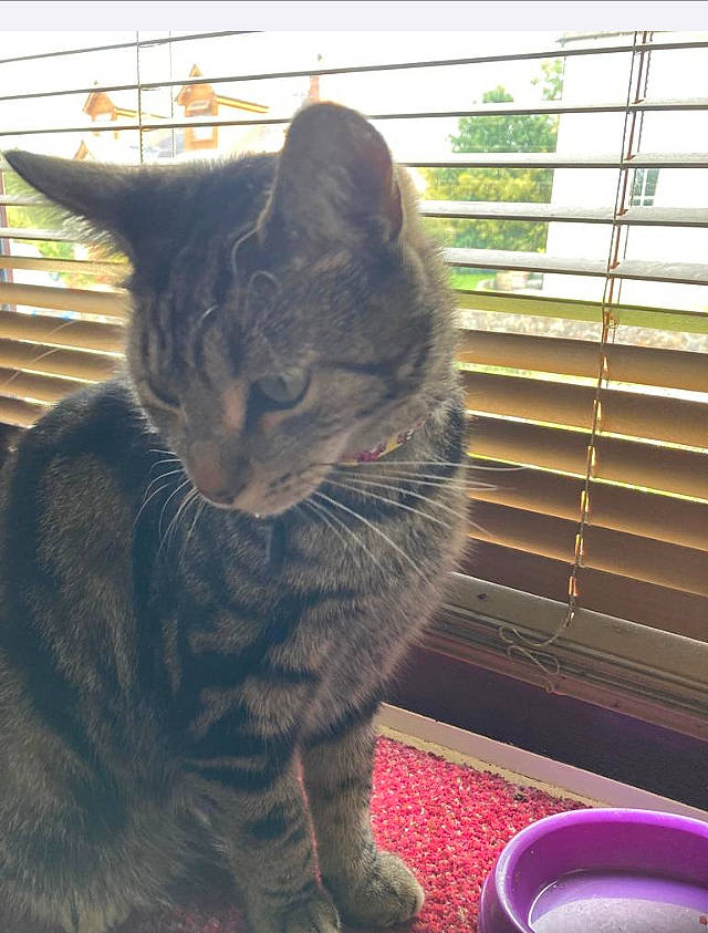 Nipper is registered to the contest to win money with this photo: carnivore, cat, claw, domestic_short_haired_cat, felidae, fur, grass, mammal, paw, pet_supply, plant, sitting, small_to_medium_sized_cats, tail, whiskers, window, window_blind, window_covering, window_treatment