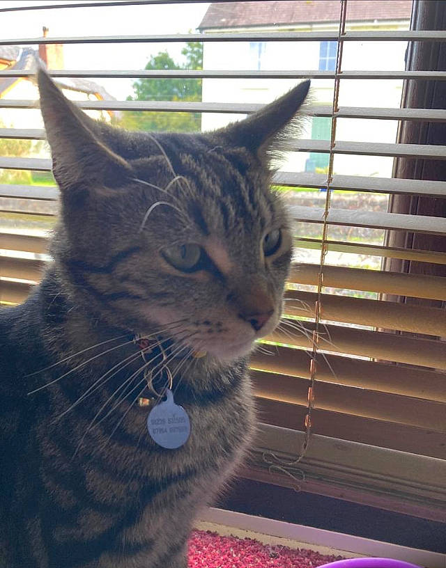 Nipper joined the competition — help win amazing prizes! carnivore, cat, claw, domestic_short_haired_cat, felidae, fur, houseplant, pet_supply, small_to_medium_sized_cats, snout, tail, terrestrial_animal, whiskers, window, window_blind, window_covering