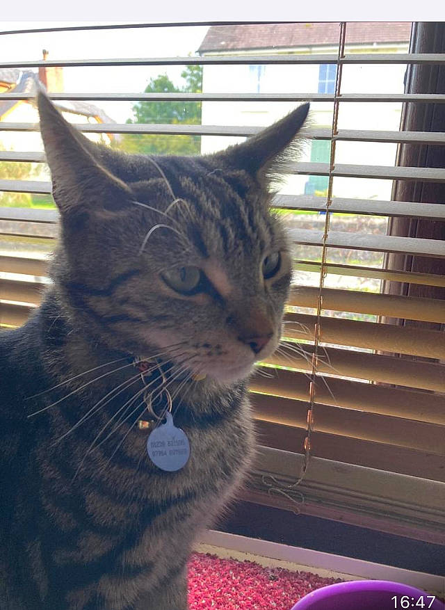 Nipper is registered to the contest to win money with this photo: black_cat, carnivore, cat, claw, comfort, domestic_short_haired_cat, felidae, fur, houseplant, mammal, pet_supply, sitting, small_to_medium_sized_cats, snout, tail, terrestrial_animal, vertebrate, whiskers, window, window_blind