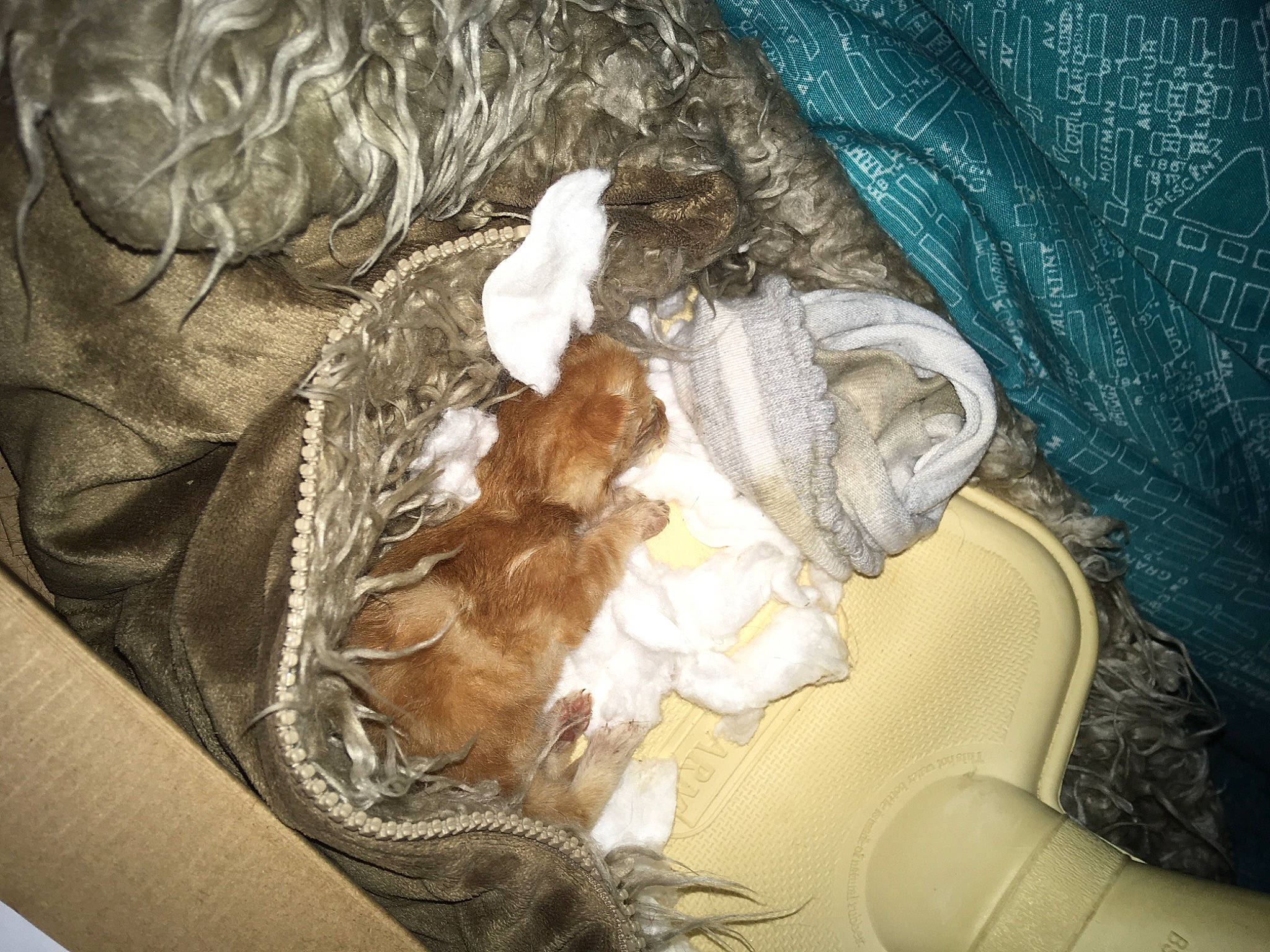 Nala is registered to the contest to win money with this photo: bed_sheet, bedding, comfort, fawn, felidae, fur, linens, nap, plastic_bag, room, sleep, small_to_medium_sized_cats, tail, textile