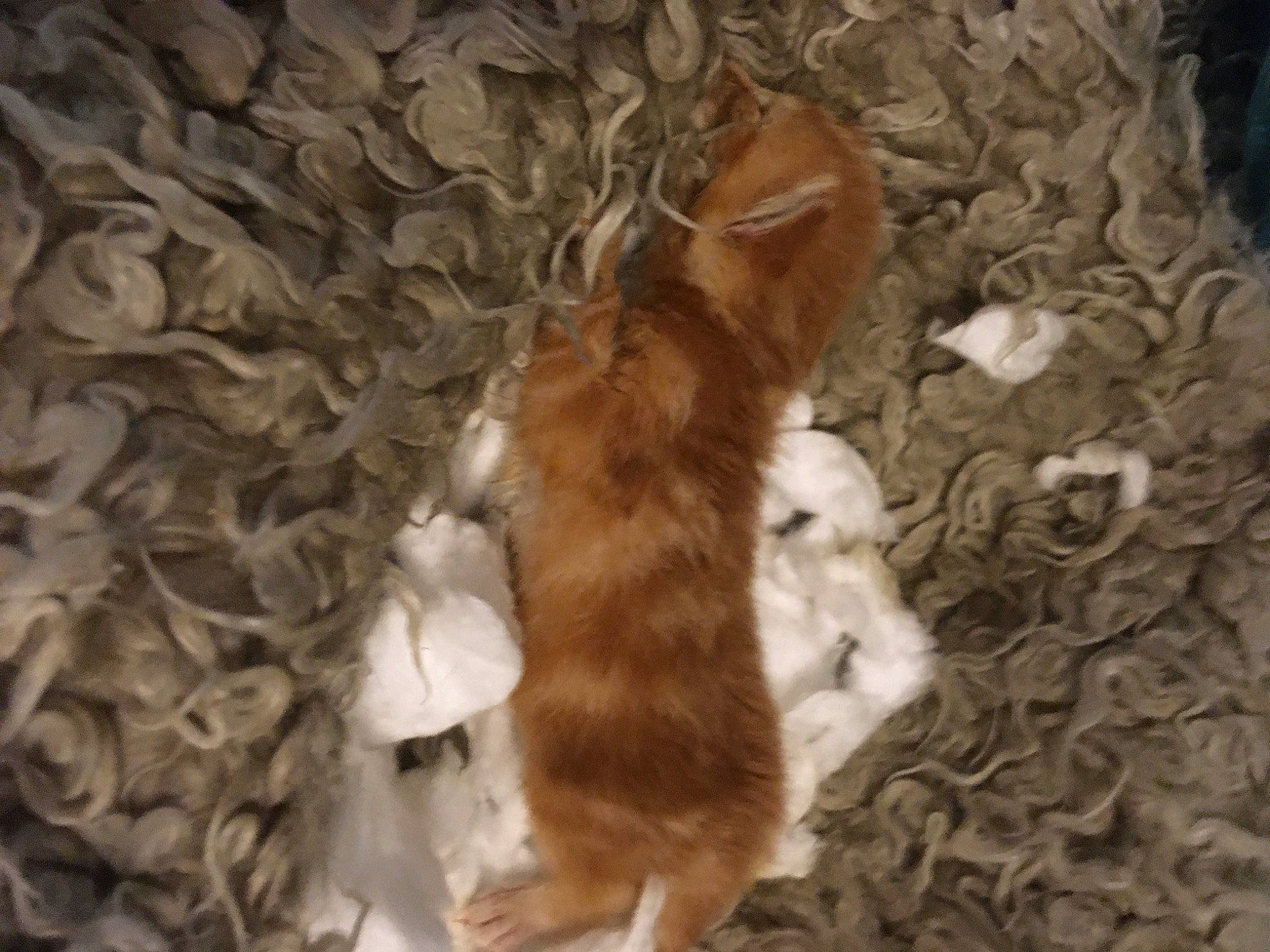 Nala is registered to the contest to win money with this photo: brown, canidae, companion_dog, dog_breed, fawn, fur, hardwood, liver, paw, pet_supply, rabbits_and_hares, snout, sporting_group, tail, terrestrial_animal, toy, whiskers, wood, working_animal