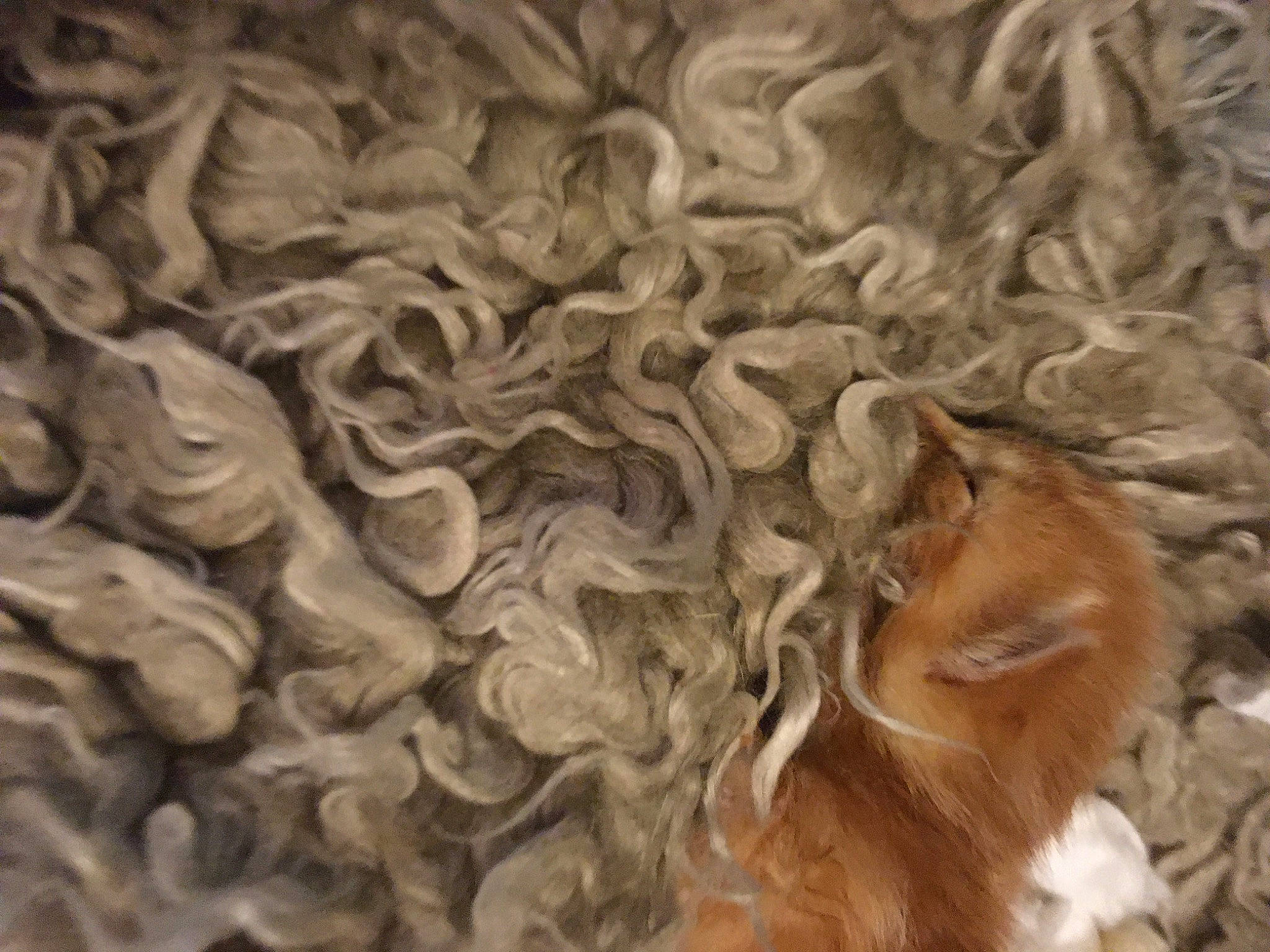 Nala is registered to the contest to win money with this photo: art, big_cats, canidae, carnivore, carving, companion_dog, dog, dog_breed, fawn, felidae, fur, lion, liver, pattern, relief, sporting_group, tail, terrestrial_animal, wood, working_animal