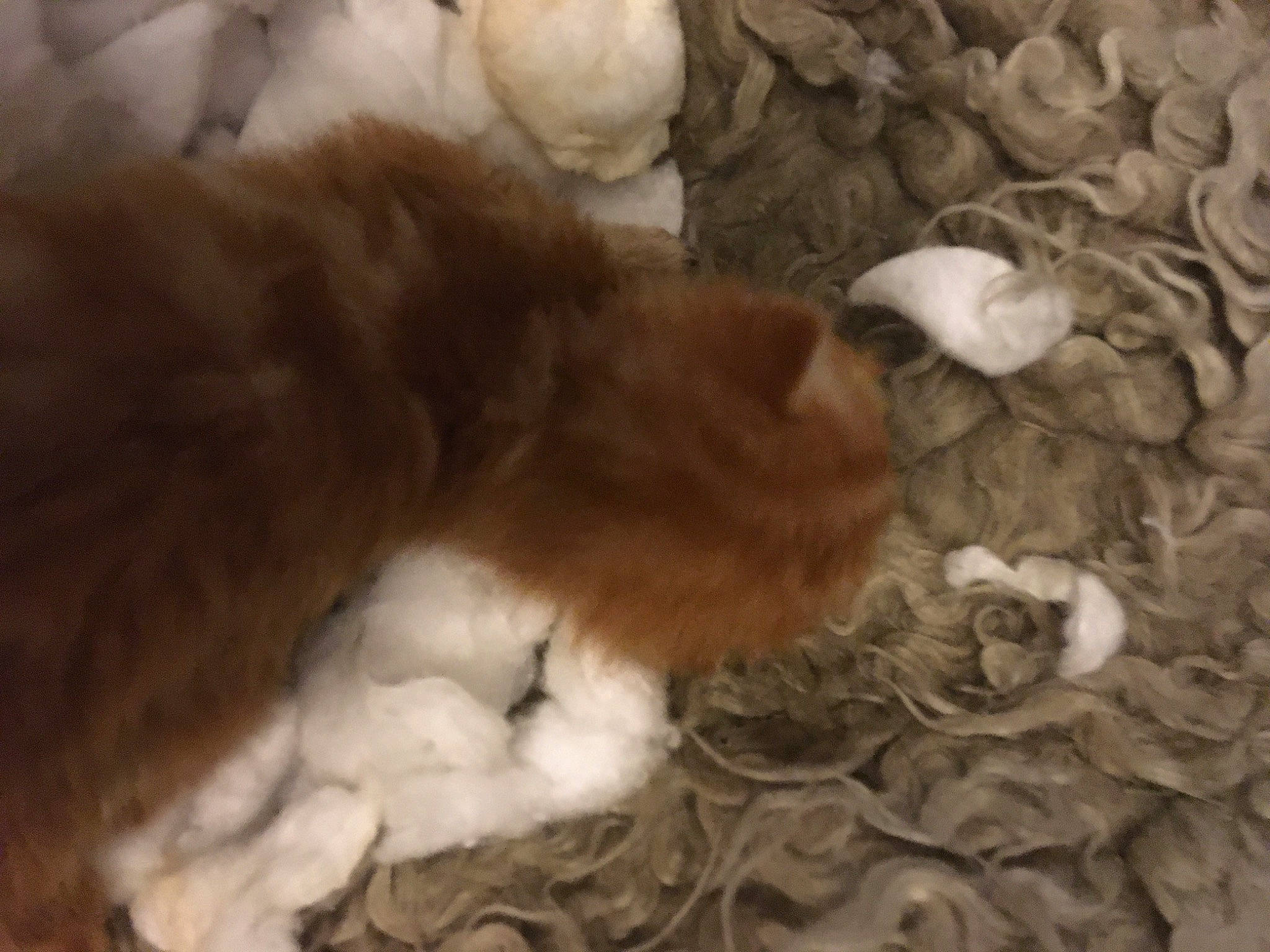 Nala joined the competition — help win amazing prizes! brown, canidae, companion_dog, dog_breed, fawn, felidae, fur, liver, nap, paw, pet_supply, small_to_medium_sized_cats, sporting_group, tail, terrestrial_animal, toy, toy_dog, whiskers, wood, working_animal