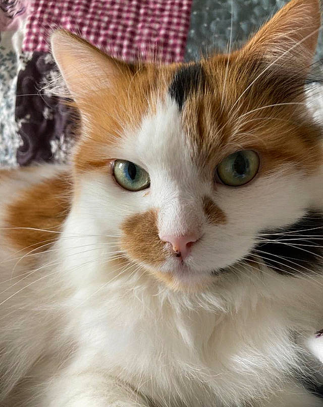 Popcorn is registered to the contest to win money with this photo: carnivore, cat, claw, close_up, domestic_short_haired_cat, ear, eye, fawn, felidae, fur, paw, small_to_medium_sized_cats, snout, tail, terrestrial_animal, tree, whiskers, window