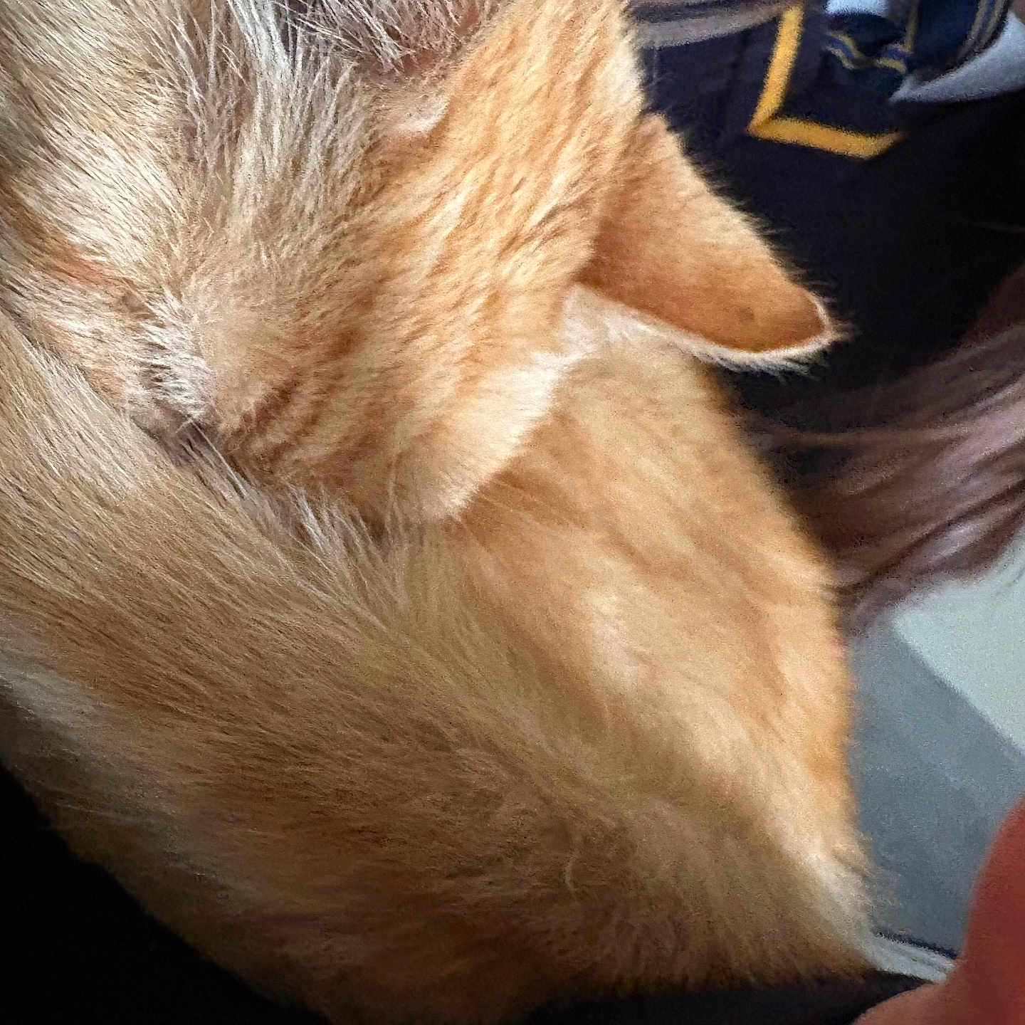 Tiger is registered to the contest to win money with this photo: abyssinian, angora, animal, cat, chair, closet, clothing, computer, couch, electronics, fur, furniture, kitten, laptop, manx, pc, person, pet, siamese, sleeping