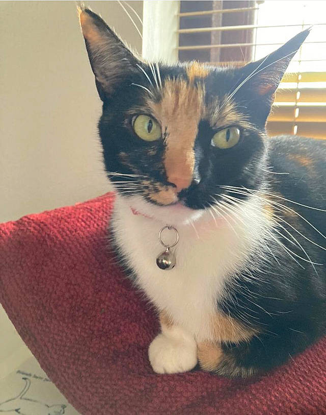 Missy joined the competition — help win amazing prizes! carnivore, cat, claw, comfort, domestic_short_haired_cat, felidae, foot, fur, paw, sitting, small_to_medium_sized_cats, snout, tail, terrestrial_animal, whiskers, window