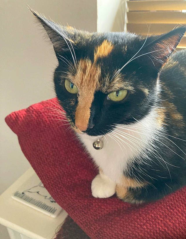 Missy is registered to the contest to win money with this photo: carnivore, cat, cat_furniture, claw, comfort, domestic_short_haired_cat, felidae, fur, iris, mammal, paw, plant, sitting, small_to_medium_sized_cats, snout, tail, tree, vertebrate, whiskers, window