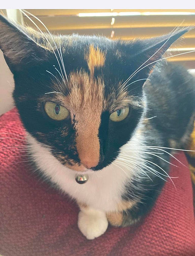 Missy is registered to the contest to win money with this photo: carnivore, cat, cat_supply, claw, comfort, domestic_short_haired_cat, ear, electric_blue, felidae, fur, paw, pet_supply, small_to_medium_sized_cats, snout, tail, whiskers, window