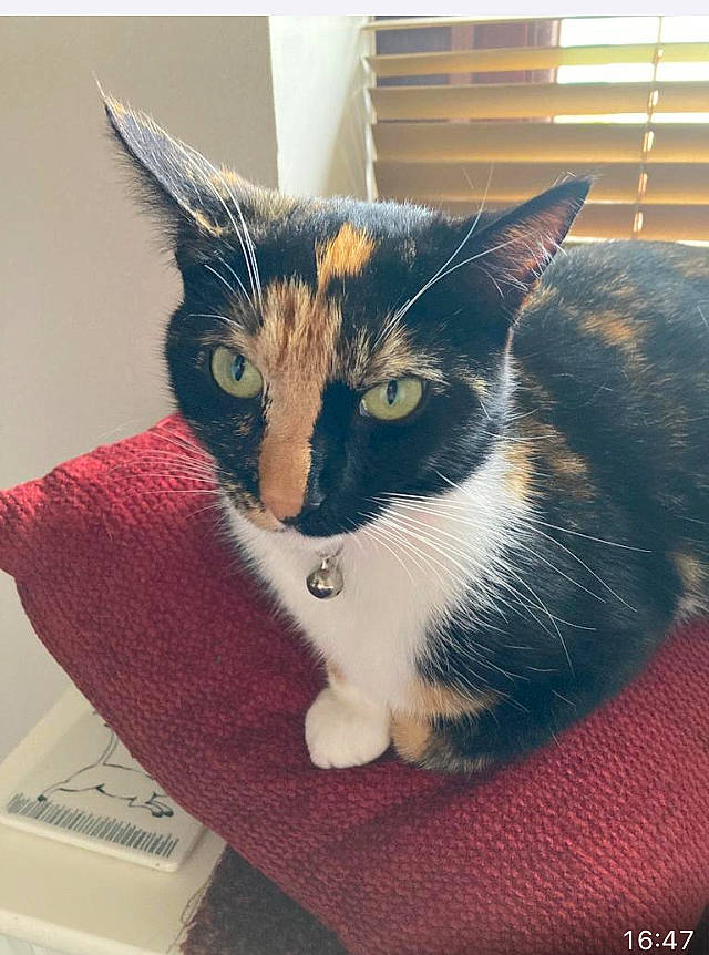 Missy joined the competition — help win amazing prizes! box, carnivore, cat, cat_furniture, cat_supply, comfort, domestic_short_haired_cat, electric_blue, eye, felidae, fur, iris, leg, paw, sitting, small_to_medium_sized_cats, snout, tail, whiskers, window