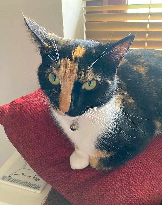 Missy
