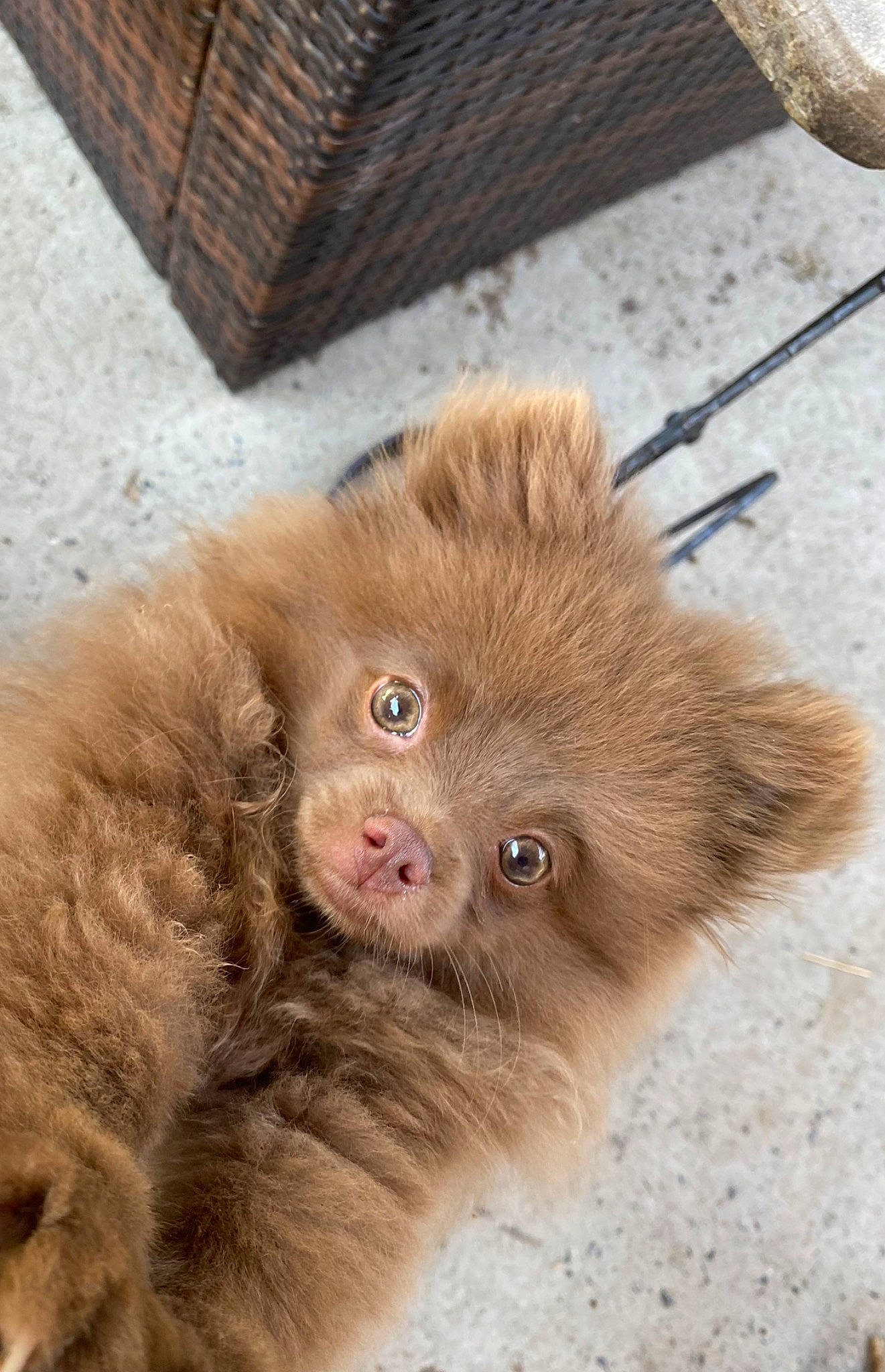 Simba participe au concours pour gagner de l'argent avec cette photo : canidae, carnivore, claw, companion_dog, dog_breed, fawn, fur, liver, macaque, paw, primate, rhesus_macaque, snout, terrestrial_animal, whiskers, wildlife, wood, working_animal