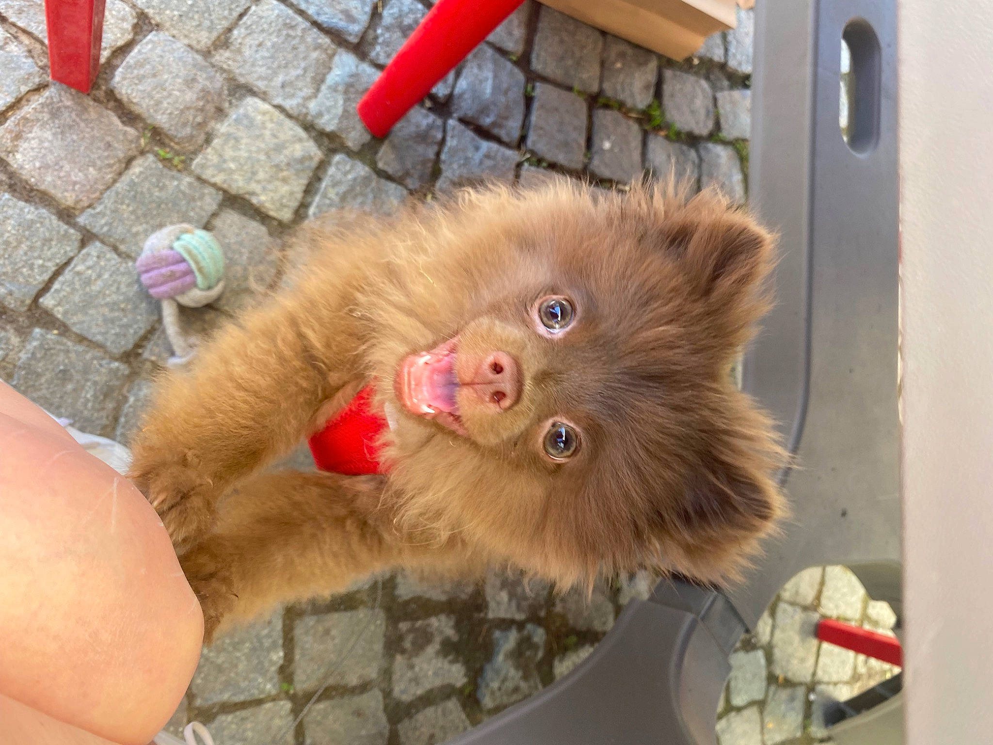 Simba participe au concours pour gagner de l'argent avec cette photo : canidae, carnivore, claw, companion_dog, dog_breed, fawn, flooring, fur, german_spitz, german_spitz_klein, liver, non_sporting_group, paw, snout, spitz, sporting_group, volpino_italiano, whiskers, wood, working_animal