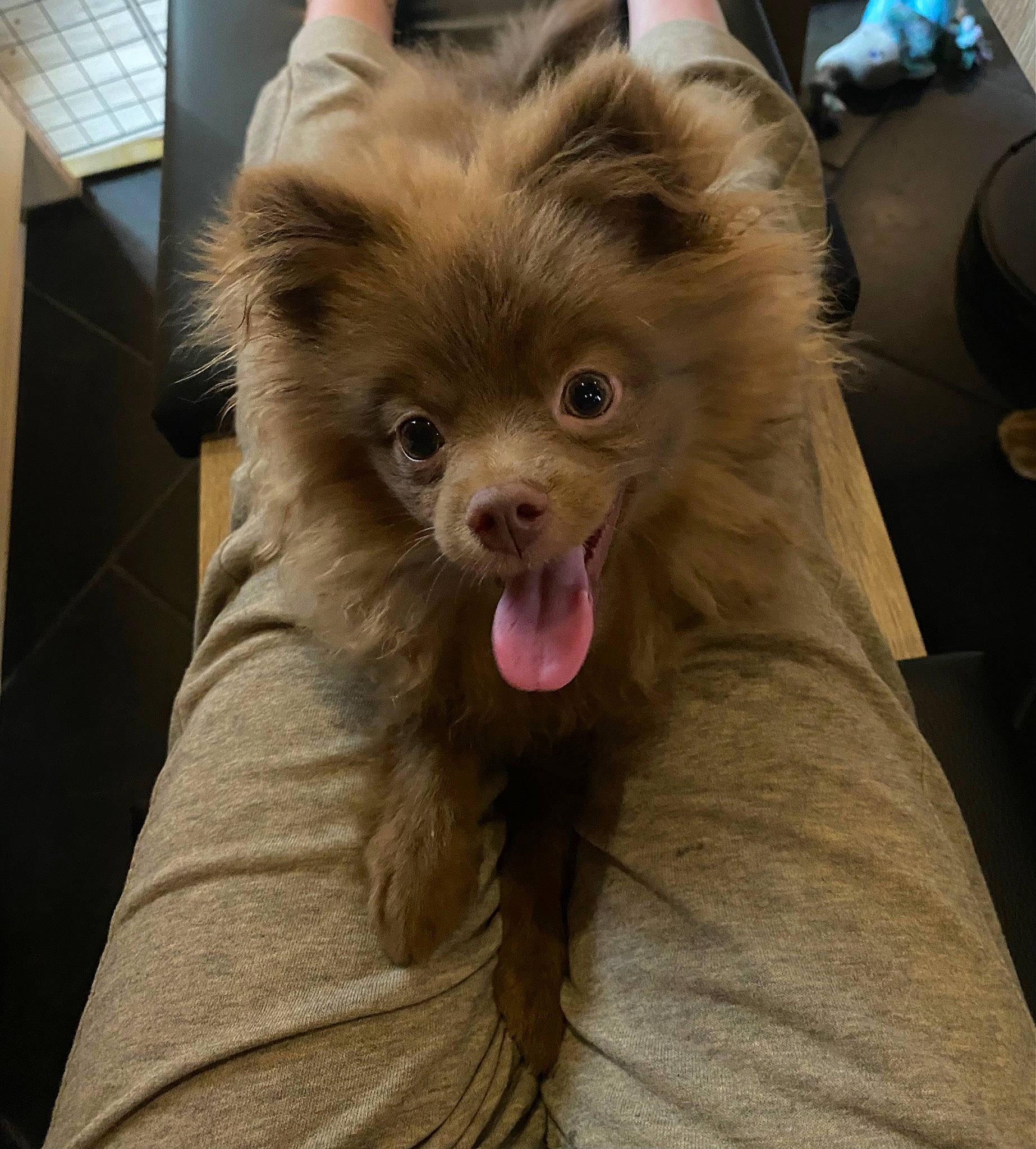 Simba a rejoint le concours — aidez-le/la à gagner de superbes lots ! canidae, carnivore, companion_dog, dog, dog_breed, ear, eye, fawn, felidae, german_spitz, german_spitz_klein, german_spitz_mittel, liver, small_to_medium_sized_cats, snout, spitz, sporting_group, toy_dog, whiskers, working_animal