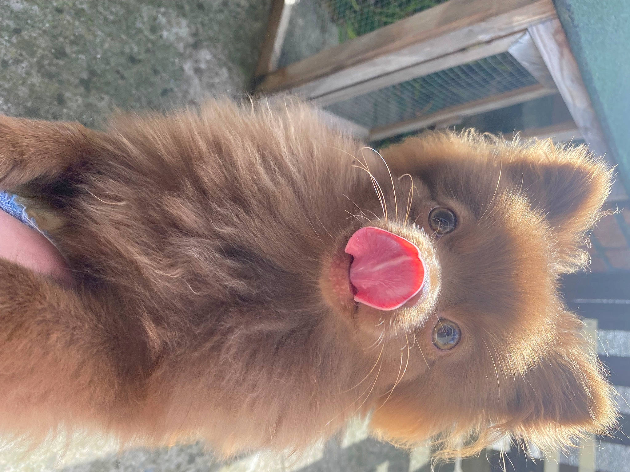 Simba a rejoint le concours — aidez-le/la à gagner de superbes lots ! canidae, carnivore, cat, claw, companion_dog, dog_breed, fawn, felidae, fur, liver, natural_material, paw, small_to_medium_sized_cats, snout, tail, terrestrial_animal, whiskers, working_animal