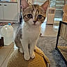 cat, tabby_cat, white_chest, pet, animal, sitting, portrait, wide_eyes, indoors, home, living_room, kitchen, ottoman, woven_furniture, tile_floor, window, shutters, milk_jug, carpet, cute