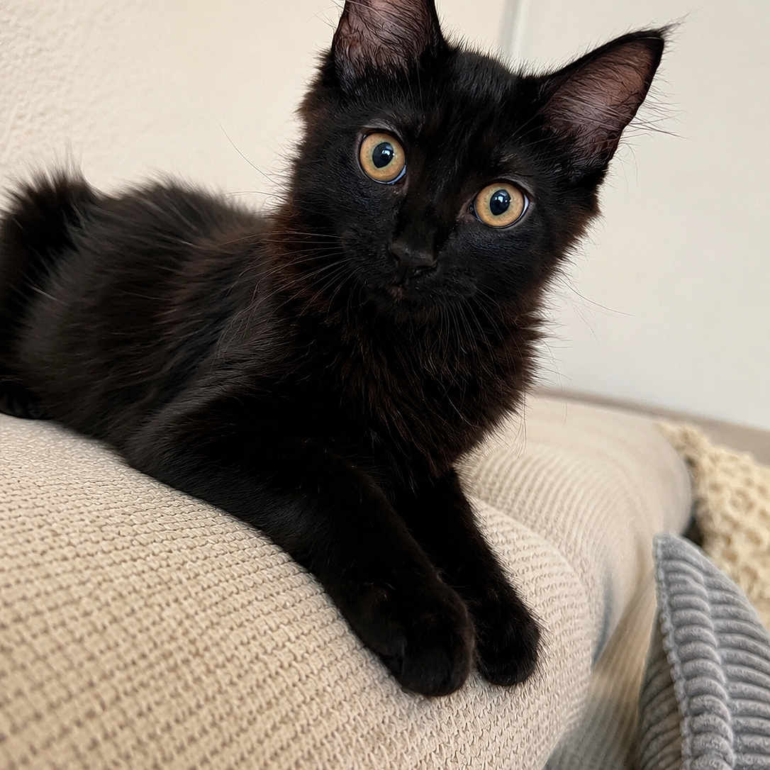 Lilou