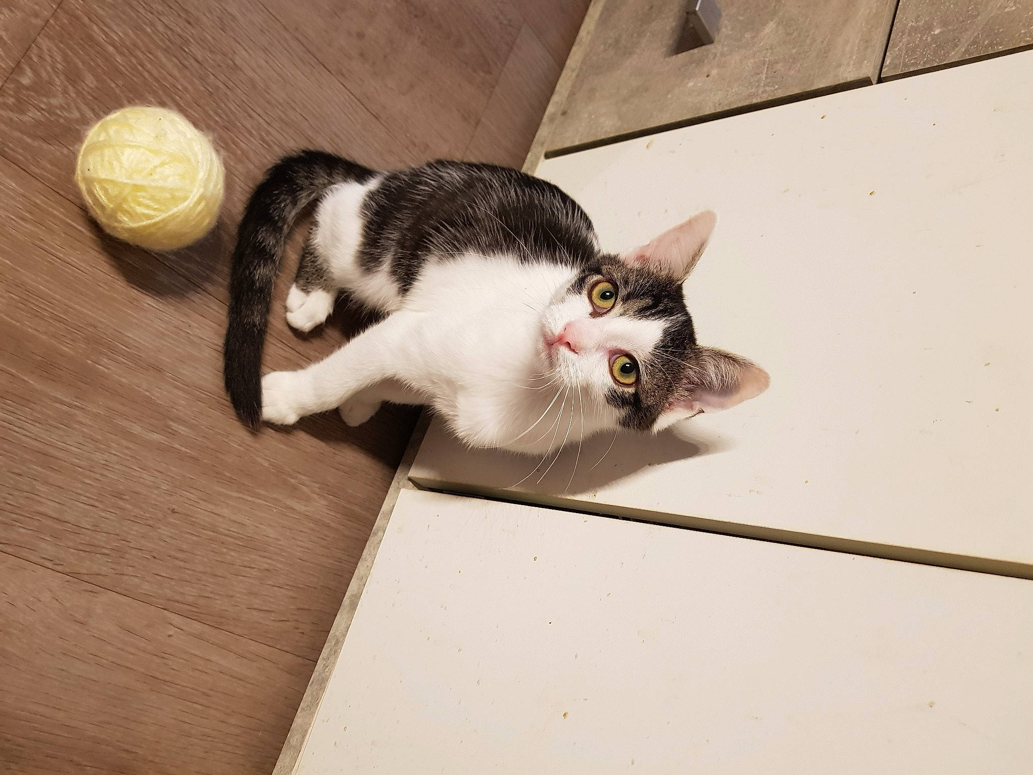 Simba participe au concours pour gagner de l'argent avec cette photo : aegean_cat, american_wirehair, carnivore, cat, domestic_short_haired_cat, ear, european_shorthair, eye, felidae, floor, flooring, kitten, paw, polydactyl_cat, small_to_medium_sized_cats, tail, whiskers