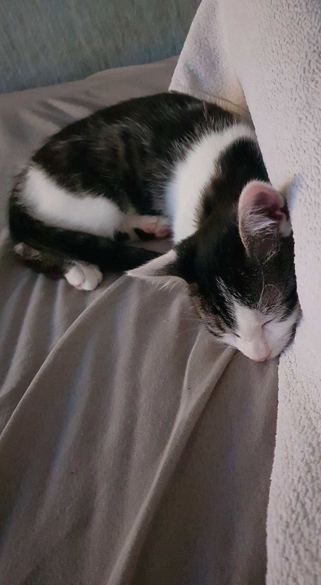 Simba a rejoint le concours — aidez-le/la à gagner de superbes lots ! american_wirehair, black_and_white, carnivore, cat, domestic_short_haired_cat, ear, felidae, fur, nap, polydactyl_cat, small_to_medium_sized_cats, snout, tail, whiskers