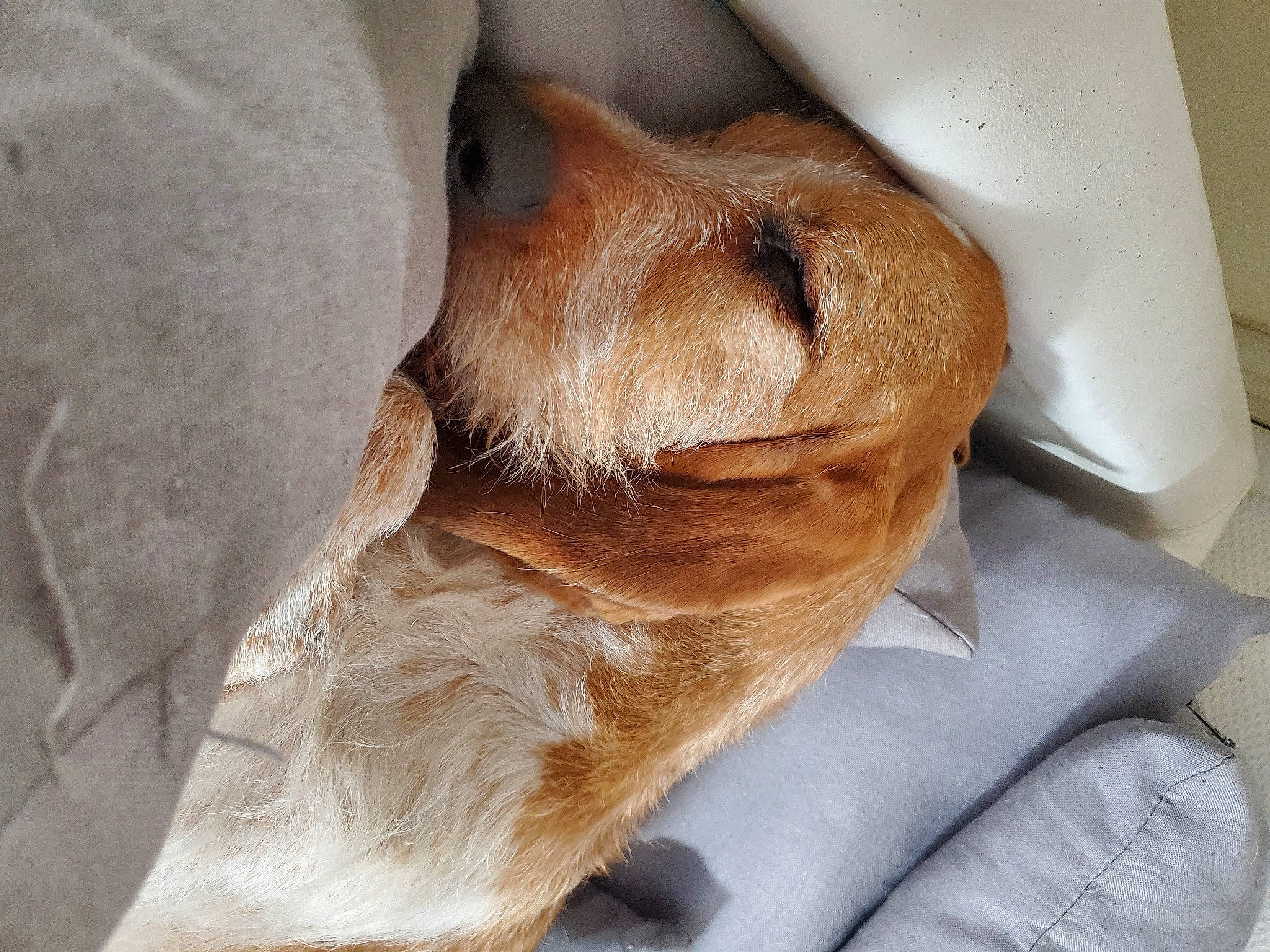 Aïko a rejoint le concours — aidez-le/la à gagner de superbes lots ! canidae, carnivore, comfort, companion_dog, dog, dog_breed, felidae, fur, golden_retriever, gun_dog, linens, liver, retriever, sporting_group, tail, terrestrial_animal, whiskers, wood, working_animal, wrinkle