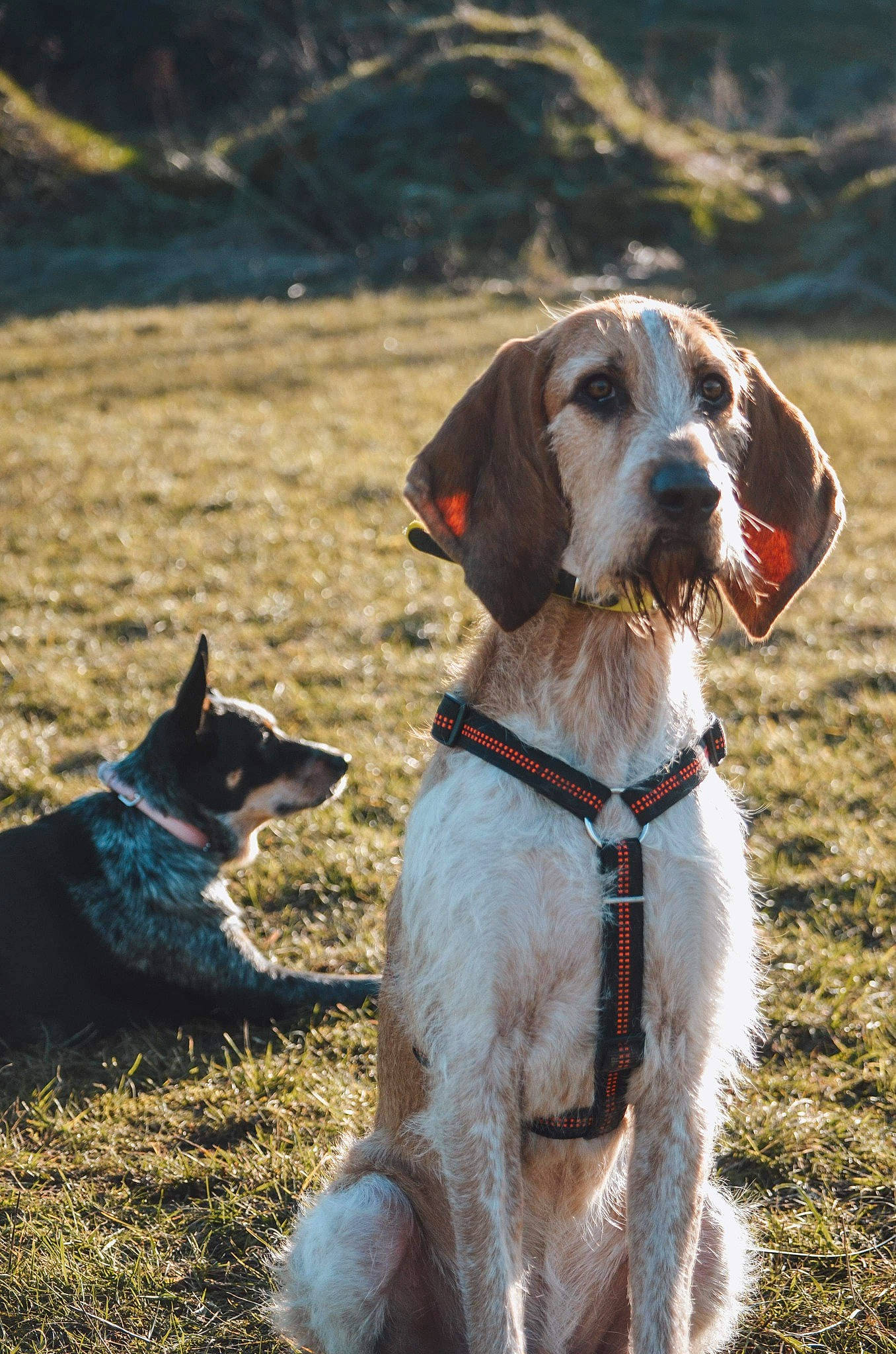 Aïko a rejoint le concours — aidez-le/la à gagner de superbes lots ! carnivore, collar, companion_dog, dog, dog_breed, dog_collar, dog_hiking, dog_supply, fawn, grass, gun_dog, hound, leash, liver, mammal, pet_supply, plant, pointing_breed, snout, working_animal