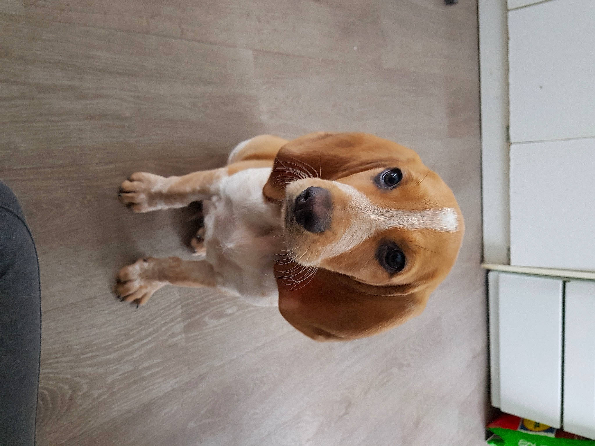 Aïko participe au concours pour gagner de l'argent avec cette photo : beaglier, canidae, carnivore, companion_dog, dog, dog_breed, fawn, flooring, liver, snout, sporting_group, tan, tile, whiskers, working_animal, working_dog