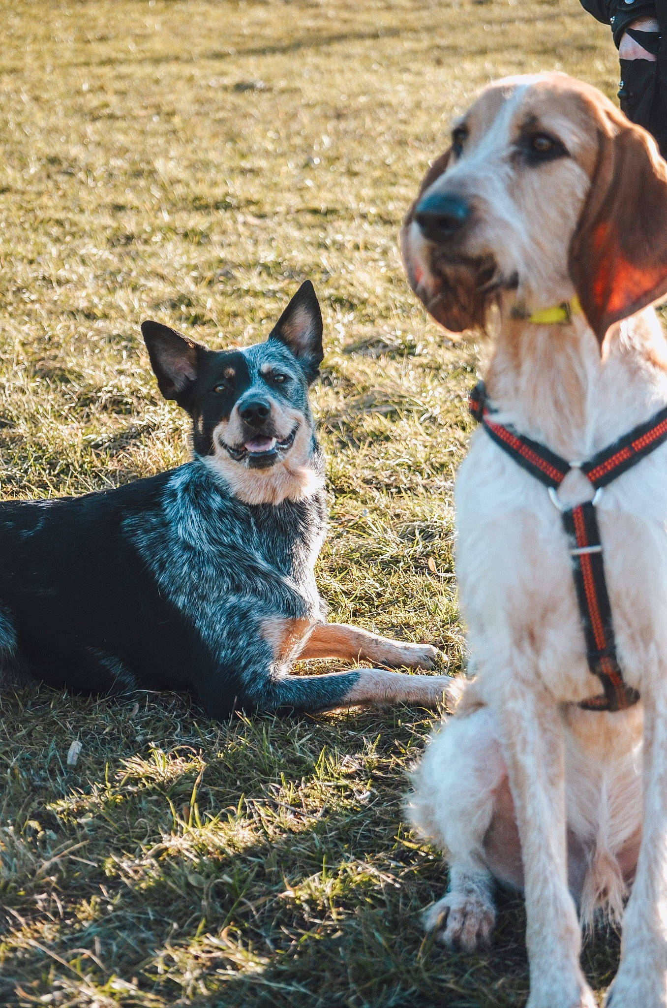 Ciara participe au concours pour gagner de l'argent avec cette photo : adventure, canidae, carnivore, collar, companion_dog, dog, dog_breed, dog_collar, dog_supply, fashion_accessory, fawn, grass, happy, leash, pet_supply, recreation, snout, sporting_group, sunglasses, working_animal
