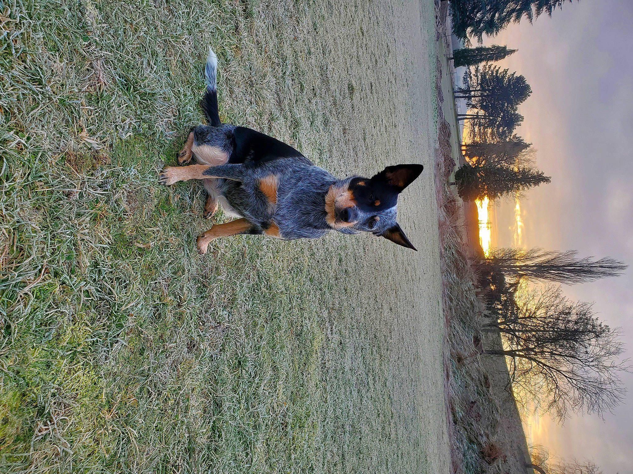 Ciara a rejoint le concours — aidez-le/la à gagner de superbes lots ! canidae, carnivore, cloud, dog, dog_breed, grass, heat, landscape, nature, people_in_nature, plant, reflection, shadow, sky, sporting_group, tail, tree, trunk, water, wood