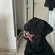 Tayson participe au concours pour gagner de l'argent avec cette photo : dog, black_dog, pet, animal, sitting, open_mouth, tongue, happy, shiny_coat, portrait, indoor, hallway, tile_floor, door, coat_rack, clothing, home, wall, outlet, canine