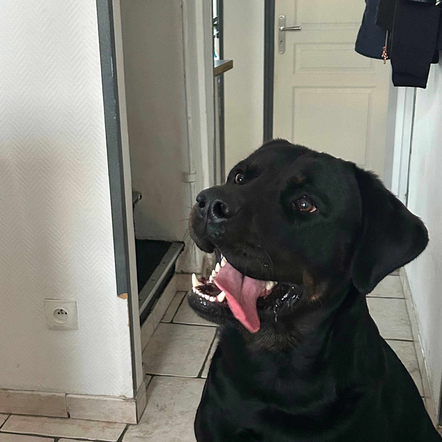 Tayson participe au concours pour gagner de l'argent avec cette photo : dog, black_dog, pet, animal, sitting, open_mouth, tongue, happy, shiny_coat, portrait, indoor, hallway, tile_floor, door, coat_rack, clothing, home, wall, outlet, canine
