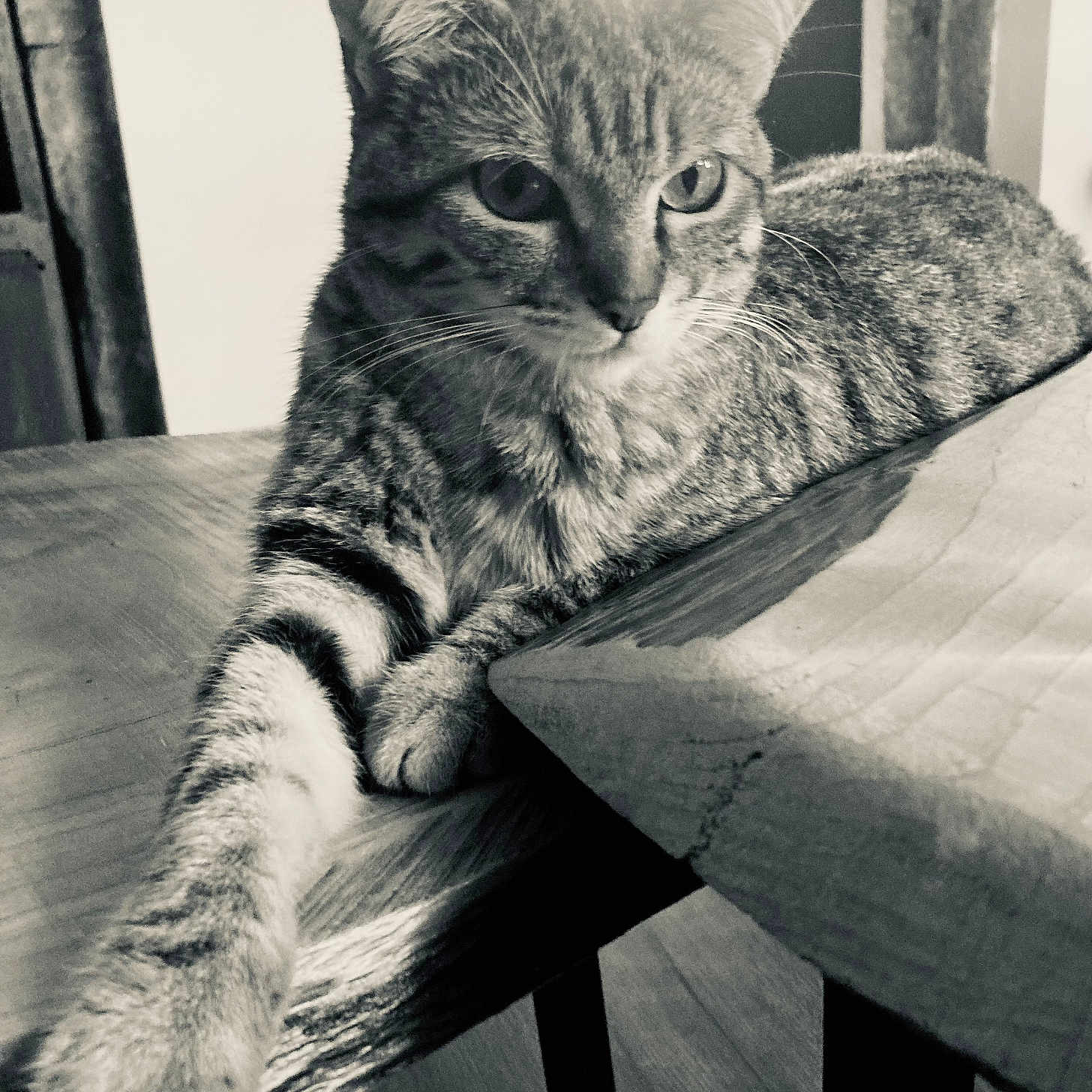Lilo a rejoint le concours — aidez-le/la à gagner de superbes lots ! abyssinian, animal, architecture, armchair, barstool, building, cat, chair, couch, diningtable, furniture, hardwood, indoors, kitten, livingroom, manx, pet, plywood, table, wood