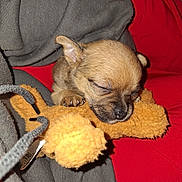 Holly is registered to the contest to win money with this photo: blanket, close_up, cute, dog, fabric, flash_lighting, hoodie, indoor, muzzle, nose, paws, pet, plush_toy, puppy, red_background, sleeping, sleeping_puppy, stuffed_animal, toy_tag, whiskers