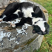 Baby Boy joined the competition — help win amazing prizes! animal, black_and_white, cat, close_up, collar, concrete, daylight, fur, grass, moss, nature, outdoor, paws, peeling_paint, pet, relaxed, resting, sleeping, sunlight, whiskers