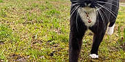 Baby Boy joined the competition — help win amazing prizes! animal, bell, cat, close_up, collar, curious, daytime, feline, grass, green_eyes, moss, nature, outdoor, pet, plants, sky, trees, tuxedo_cat, walking, whiskers