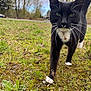 animal, bell, cat, close_up, collar, curious, daytime, feline, grass, green_eyes, moss, nature, outdoor, pet, plants, sky, trees, tuxedo_cat, walking, whiskers