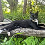 Baby Boy is registered to the contest to win money with this photo: animal, bench, black_and_white, cat, collar, daylight, feline, forest, greenery, leaf, nature, outdoor, paws, pet, plants, relaxed, resting, tail, whiskers, wood