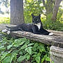 Baby Boy is registered to the contest to win money with this photo: animal, bench, black_and_white_cat, cat, daytime, feline, garden, greenery, leaves, nature, outdoor, pet, plant, relaxed, resting, summer, sunlight, tree, wildlife, wood