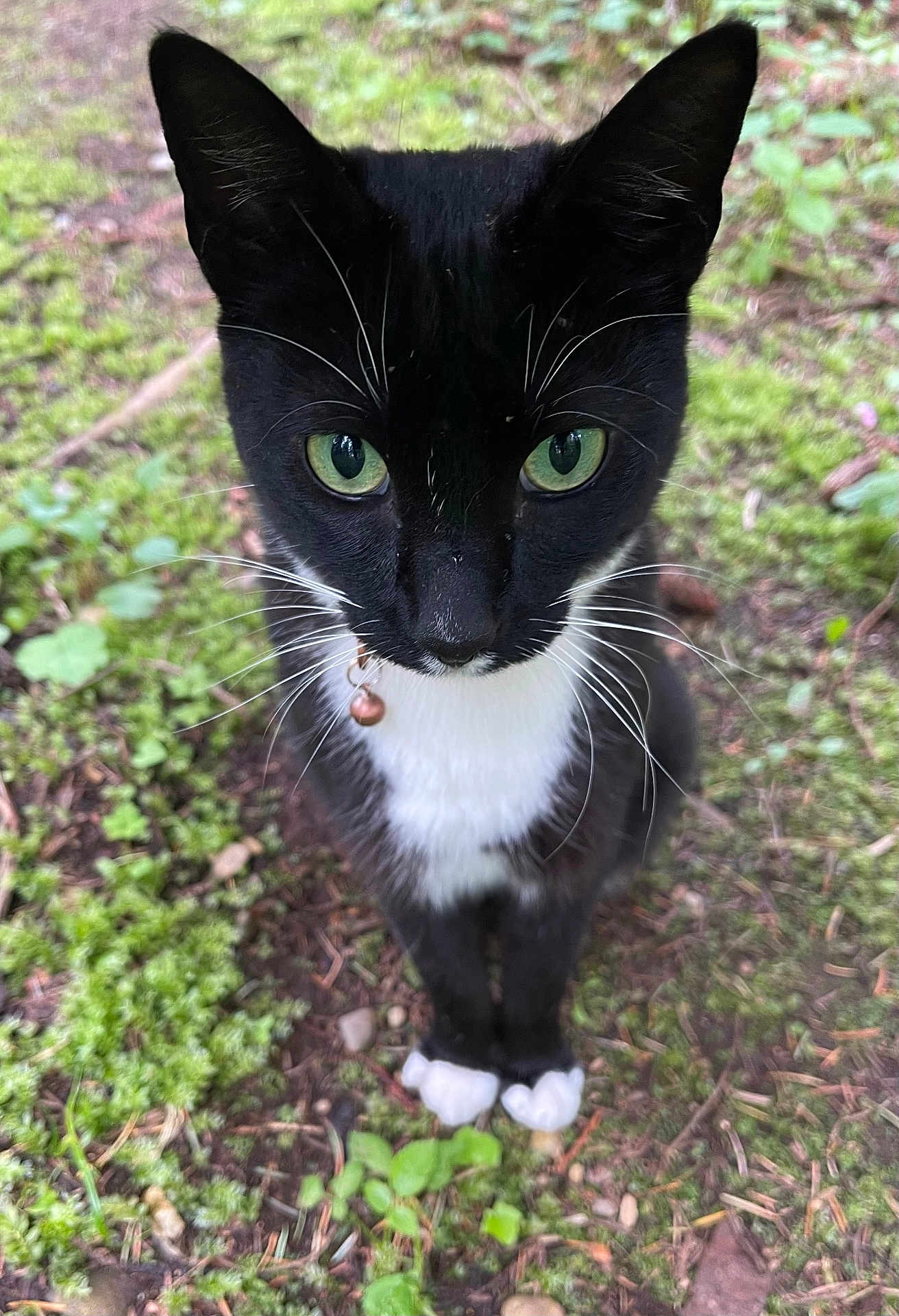Baby Boy joined the competition — help win amazing prizes! animal, black_and_white, cat, close_up, collar, curious, cute, fur, green_eyes, ground, moss, nature, outdoor, paws, pet, plants, portrait, tuxedo_cat, whiskers, wildlife