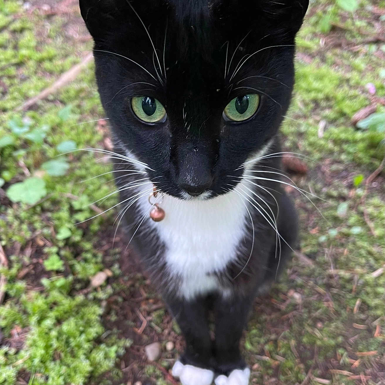 Mr. Prince is registered to the contest to win money with this photo: cat, tuxedo_cat, black_and_white, pet, animal, green_eyes, whiskers, pink_nose, bell_collar, outdoors, forest, moss, woodland, ground, portrait, close_up, standing, feline, fur, nature