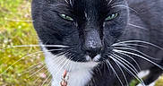 Mr. Prince is registered to the contest to win money with this photo: cat, tuxedo_cat, black_and_white, feline, green_eyes, whiskers, close_up, outdoor, grass, garden, portrait, collar, white_paws, black_fur, animal, pet, staring, walking, dramatic, photography