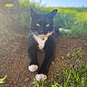 Mr. Prince is registered to the contest to win money with this photo: cat, tuxedo_cat, black_and_white, animal, pet, whiskers, green_eyes, paws, white_paws, collar, outdoor, nature, grass, dirt, garden, countryside, portrait, close_up, shallow_depth_of_field, blue_sky